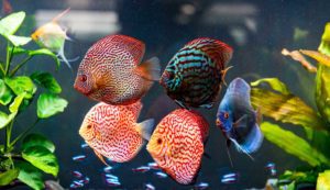 Discus Food